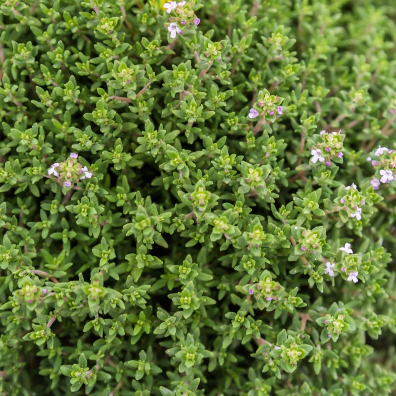 Fresh thyme herb. Fresh organic flavoring thyme plants growing. Nature healthy flavoring thyme for  cooking.